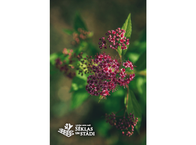 Spiraea japonica   'Gold Flame'